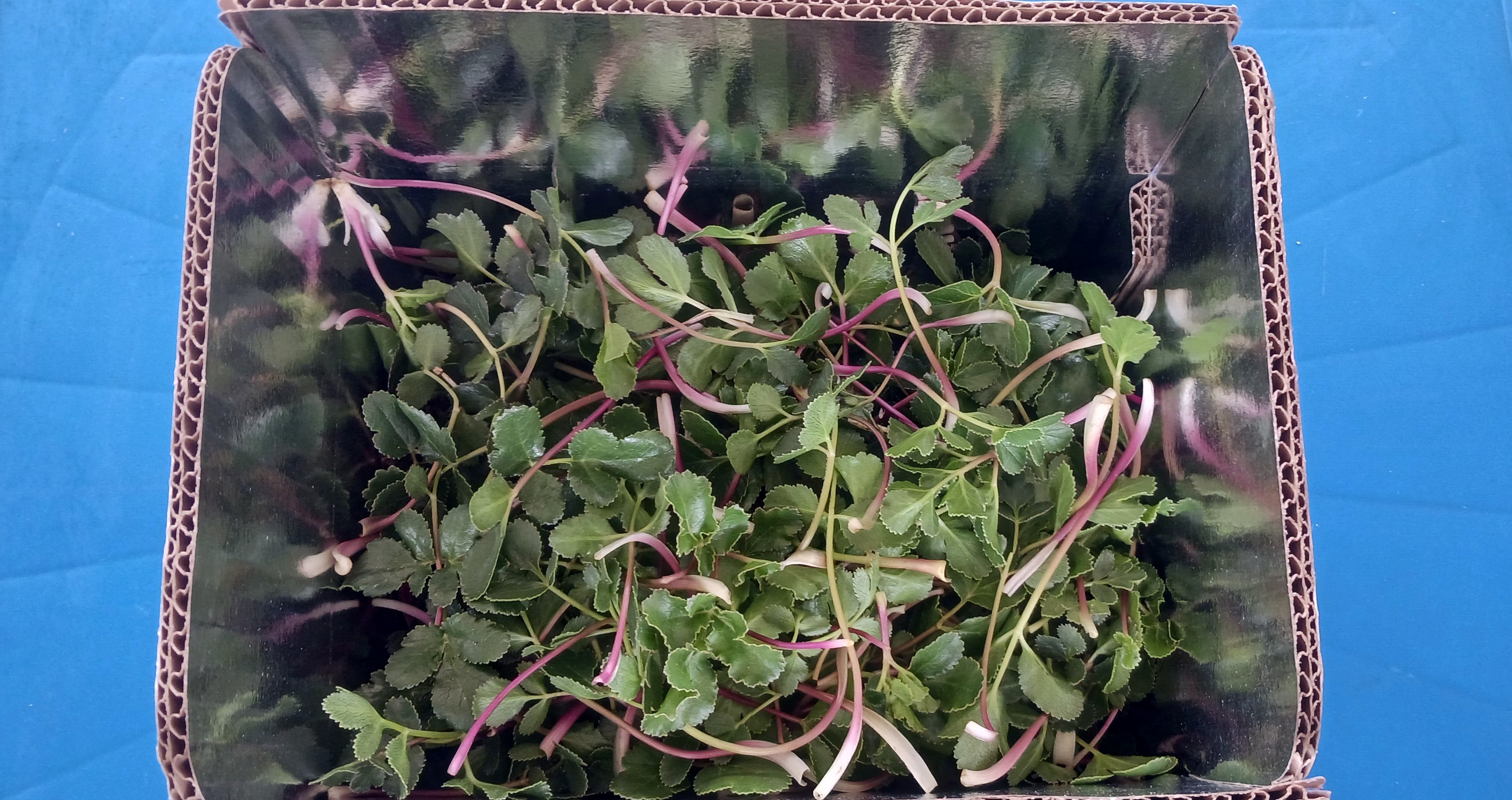 모포해방풍(500g)