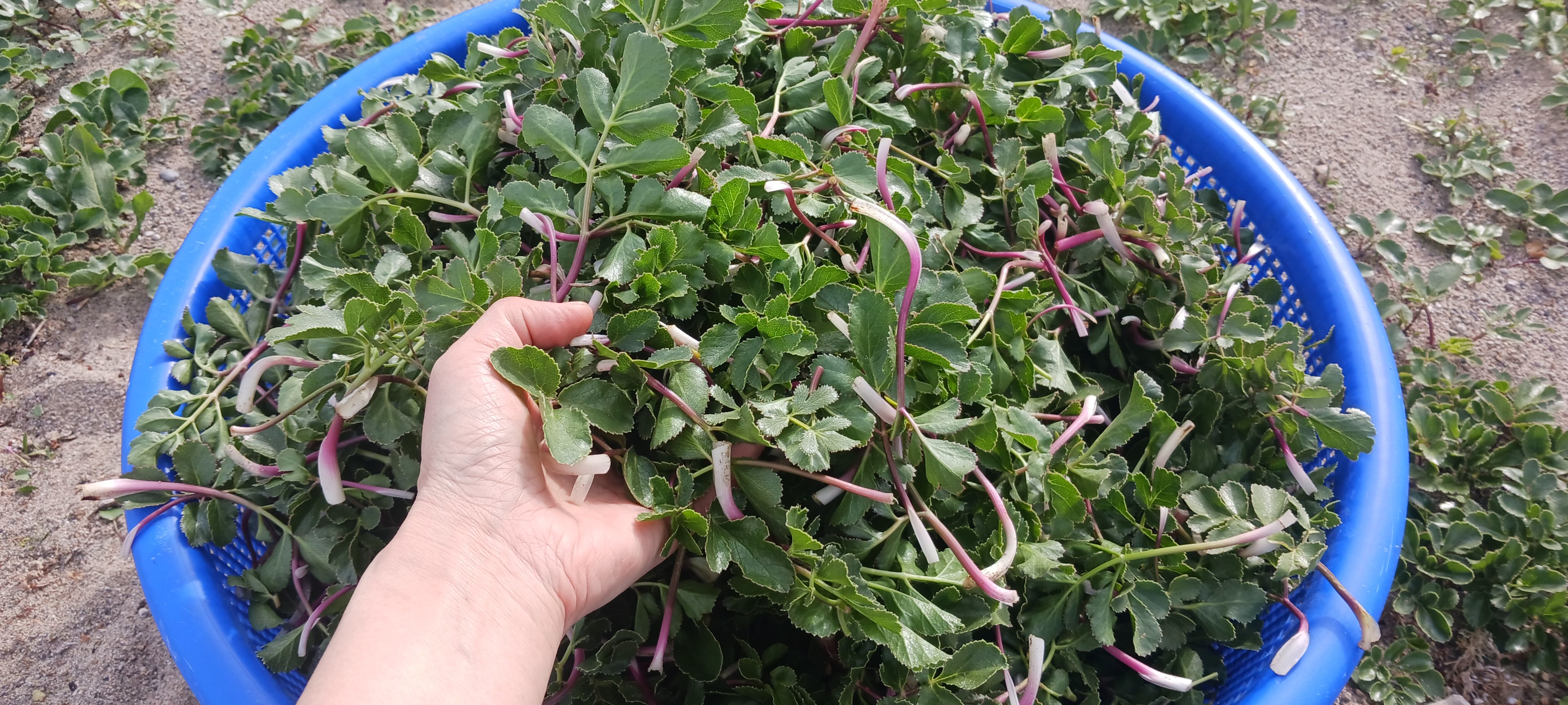 모포해방풍(500g)